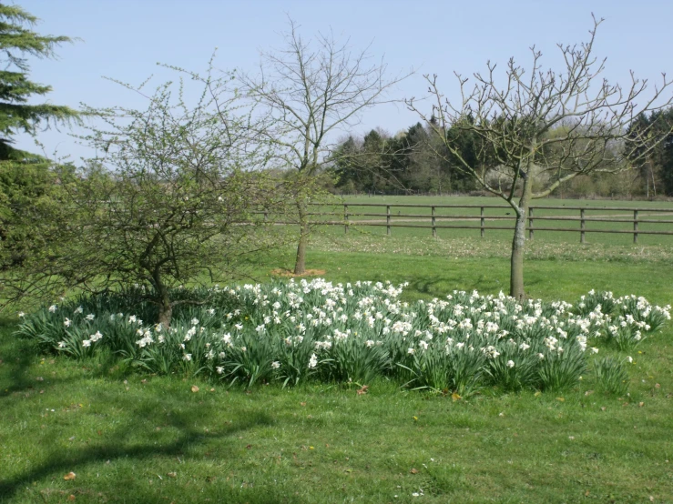 some white flowers are growing in the grass