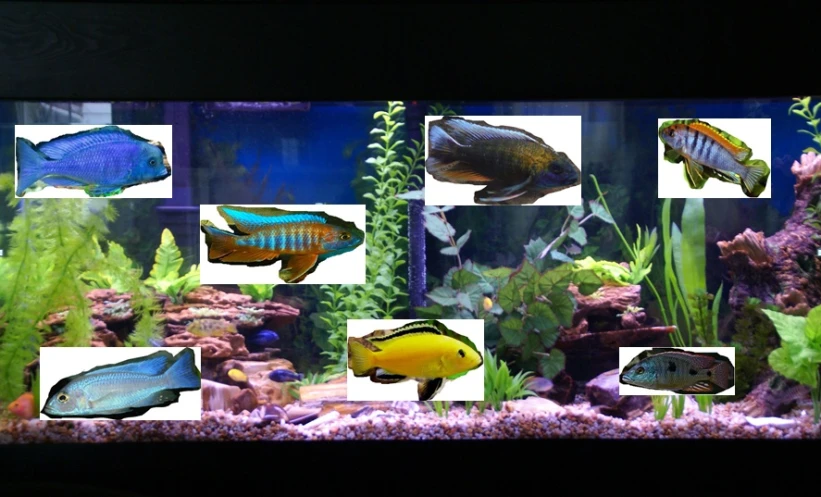 a variety of fish in an aquarium on display