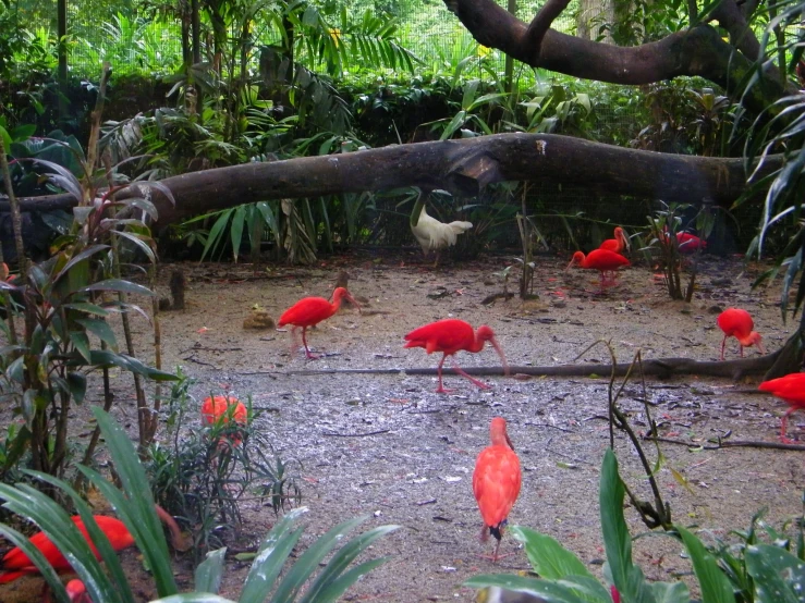 a bunch of red birds are in a forest