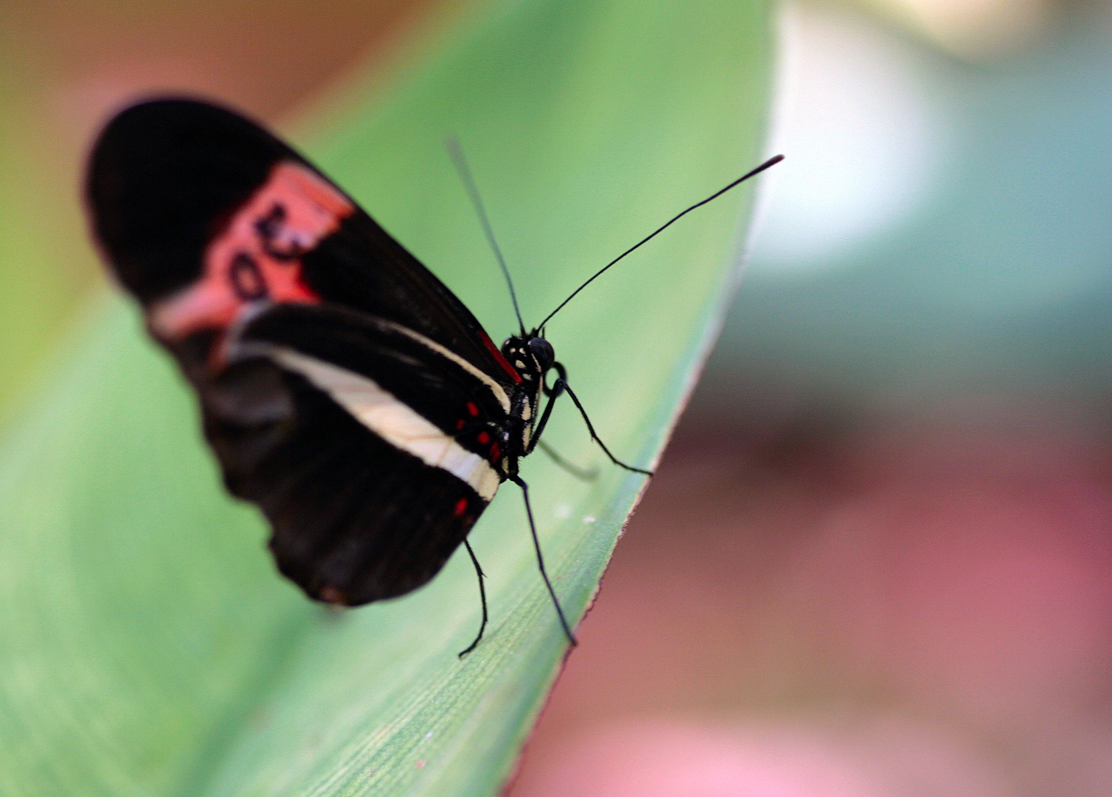 a small black erfly sits on top of a green leaf