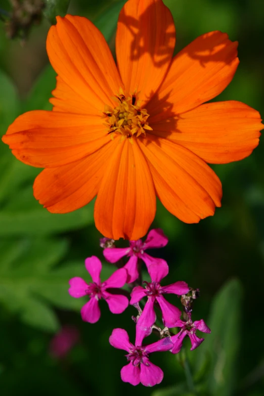 an orange flower with pink flowers growing on it