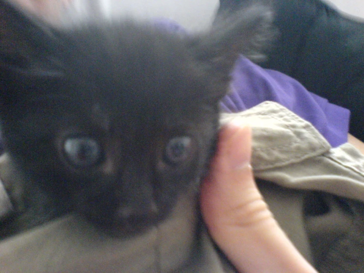 a black kitten is on someone's lap and has big eyes