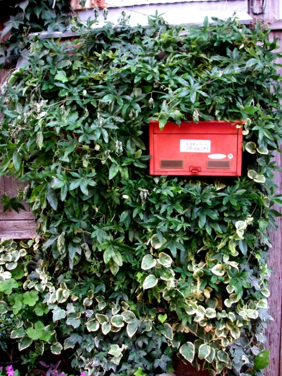 a mailbox surrounded by greenery, in a fence