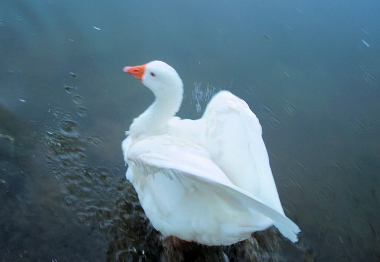 the large bird is standing in the water