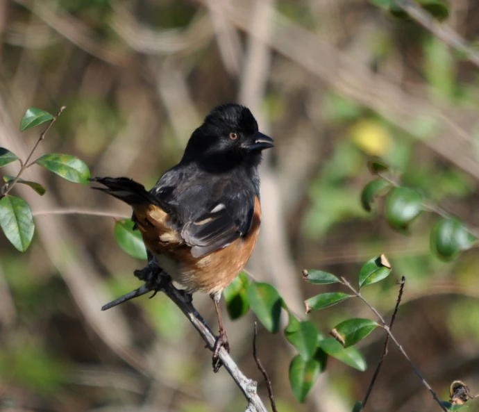 the small bird is sitting on the tree nch