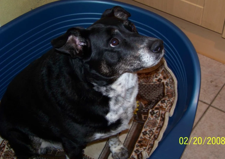 a dog sitting in a tub that has been placed on the floor