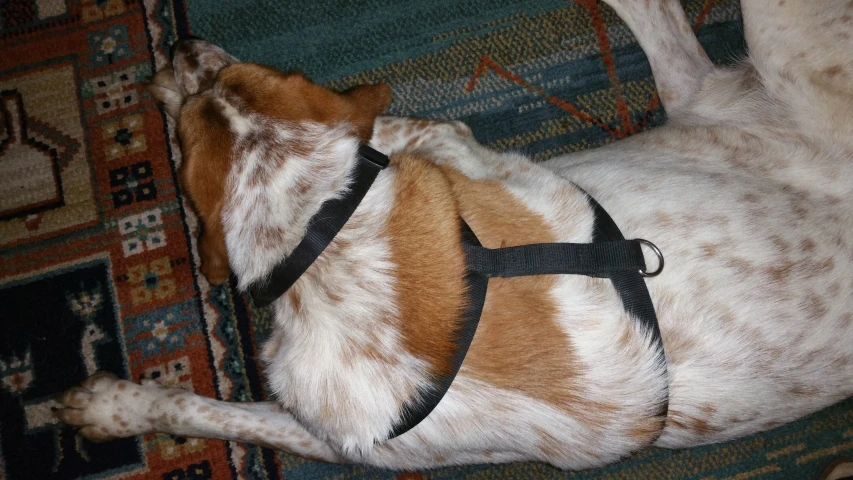 a dog with it's head on its back laying on a rug