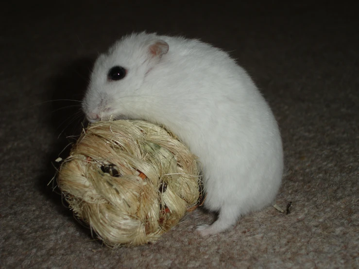 a hamster rolls a toy while sitting on the floor