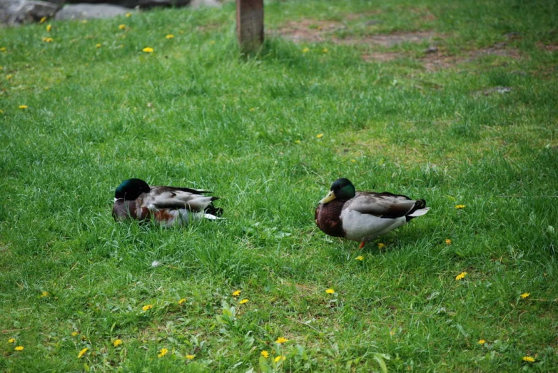 two ducks are resting on the grass near a fence