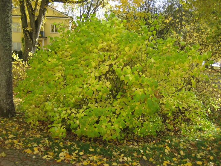 green leaves on a bush by a tree