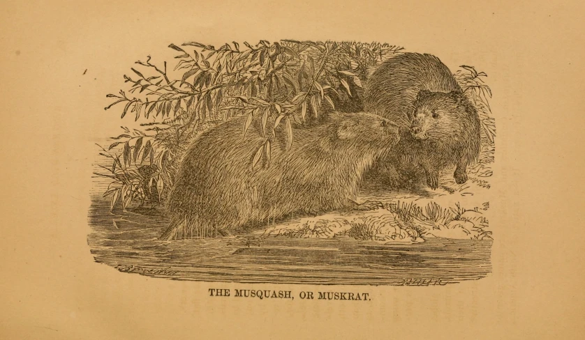 this is an old fashioned illustration of an image of an animal and its environment