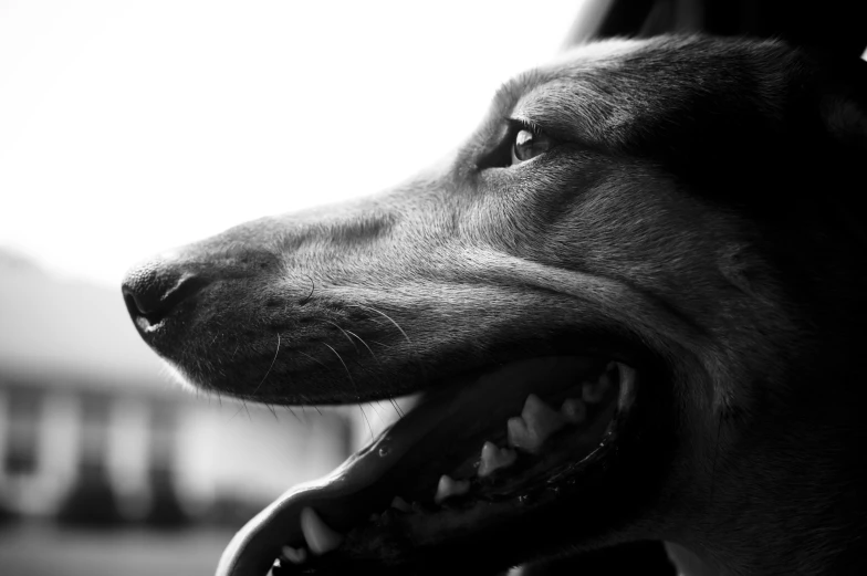 a dog has his head out of the car window with its mouth wide open