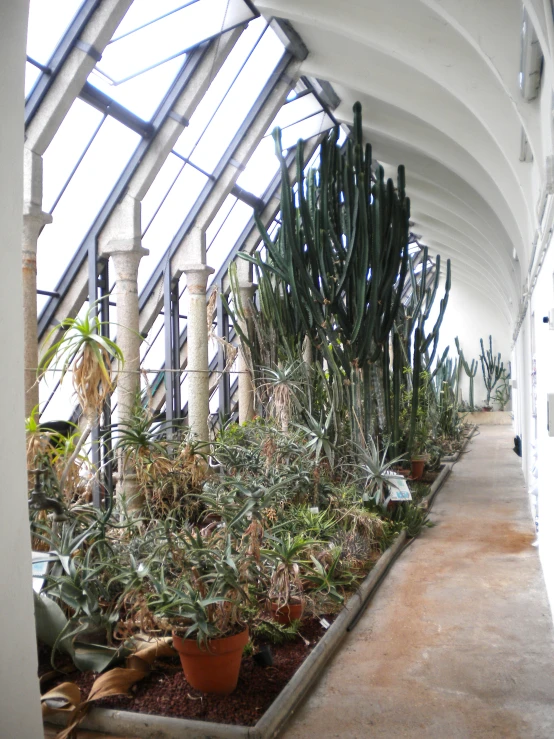 a large cactus garden that is in a greenhouse