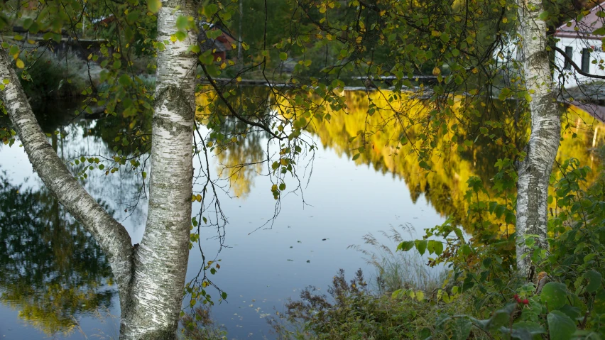 some trees that are in front of some water