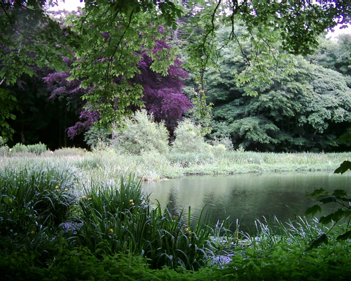 a small lake next to a forest covered in lush green trees
