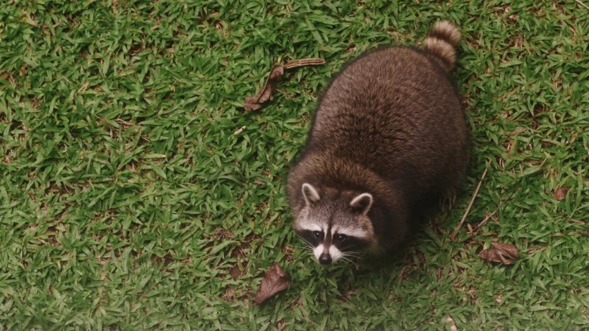 a rac is looking up from the grass to the camera