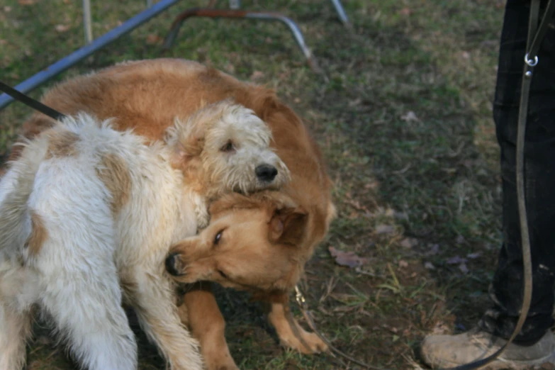 a dog giving it's own paw to another puppy