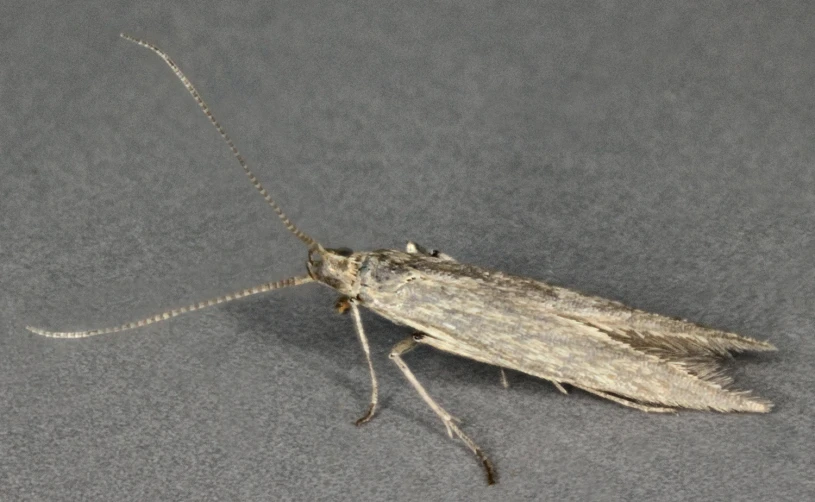 a large gray bug laying on top of a floor