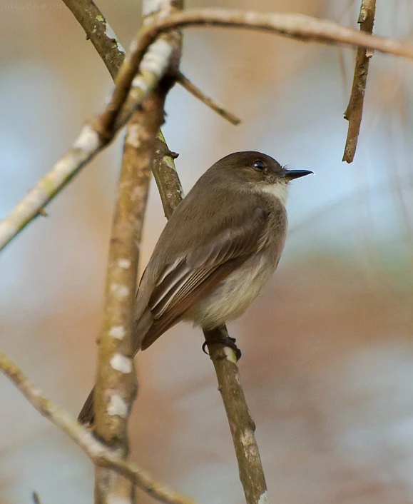 a brown and white bird sitting on a nch