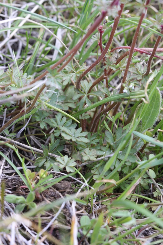 a plant on the ground with many green leaves