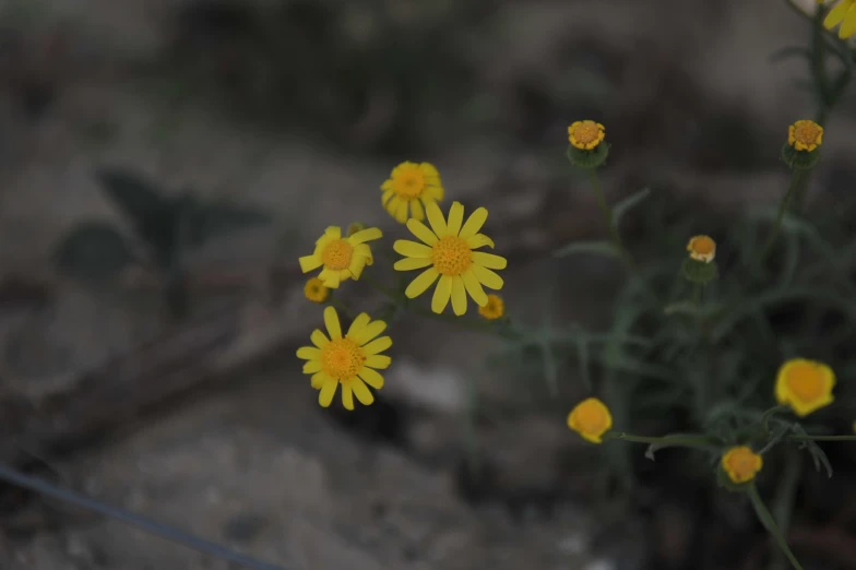 three small yellow flowers with dark roots