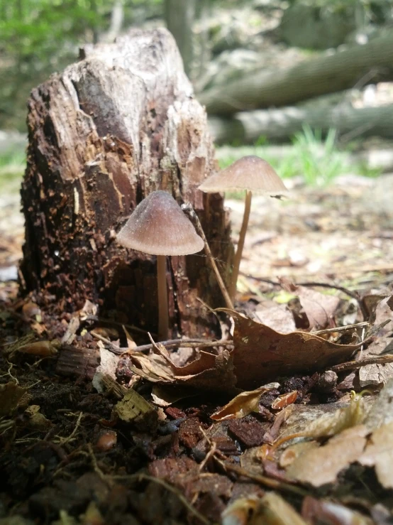 a cluster of small mushrooms sitting on top of a tree stump