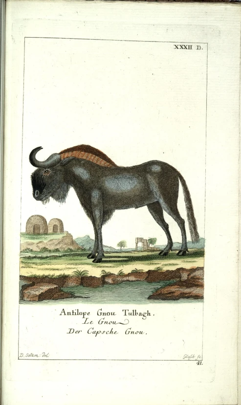 a vintage print of a wildebeast standing in a field