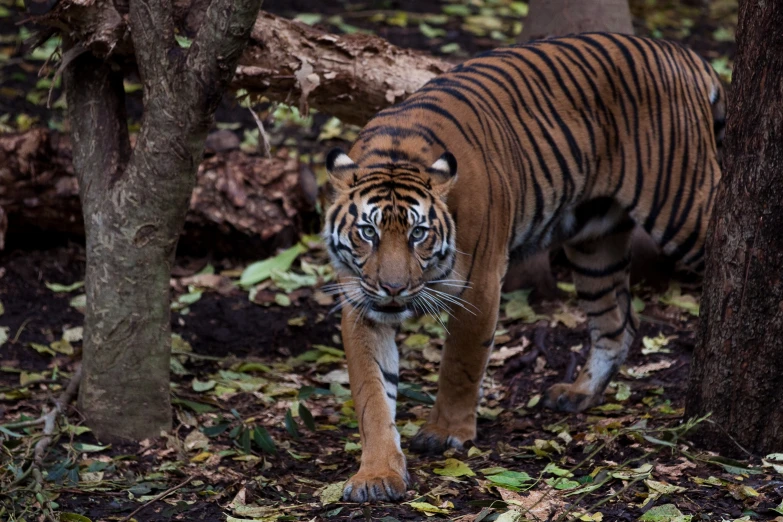 tiger walking through a forest on top of leaves