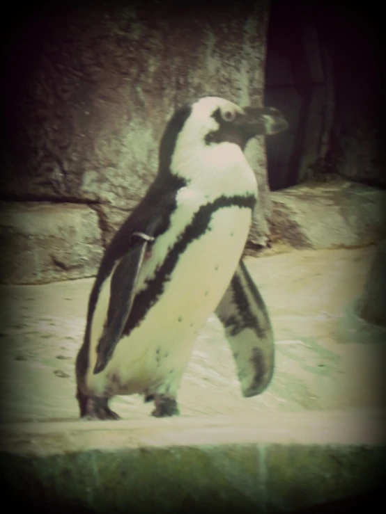 a penguin walking in an exhibit during the day