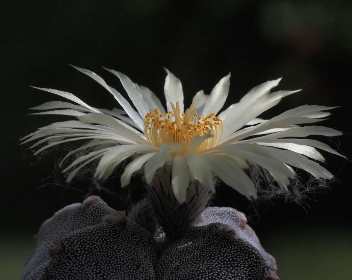 a white flower is in the center of black petals