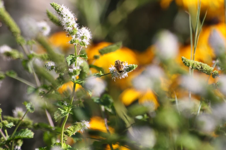 a bee flies along a white flower surrounded by yellow and brown flowers