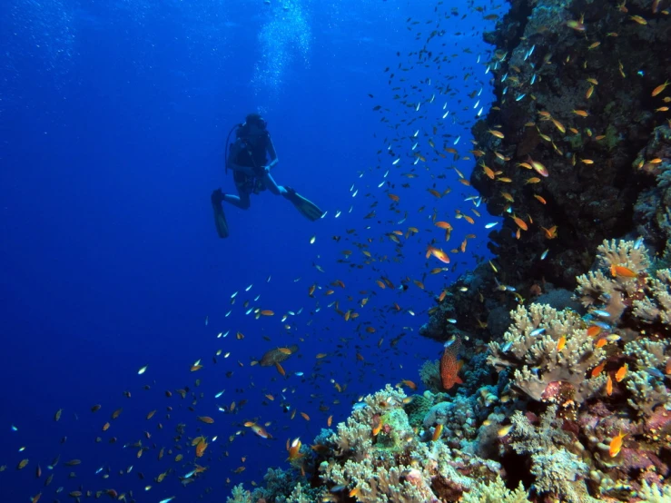 a scuba diver floating among a swarm of fish