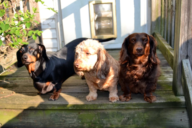 a few dogs on the steps of a house