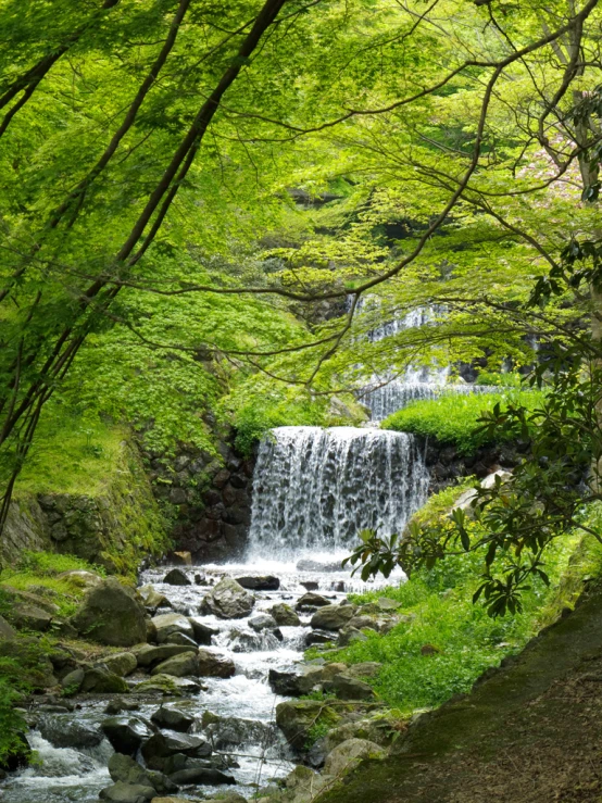 a beautiful green and leafy forest with waterfall