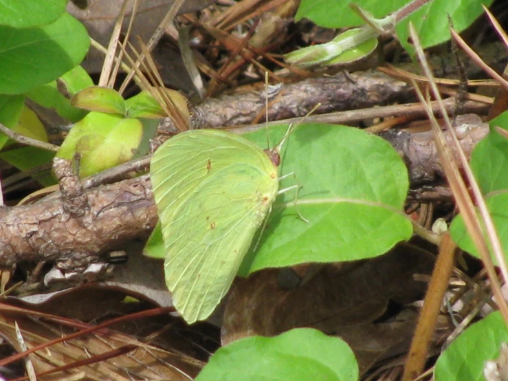 a green leaf sitting on top of a lush green leaf covered forest floor