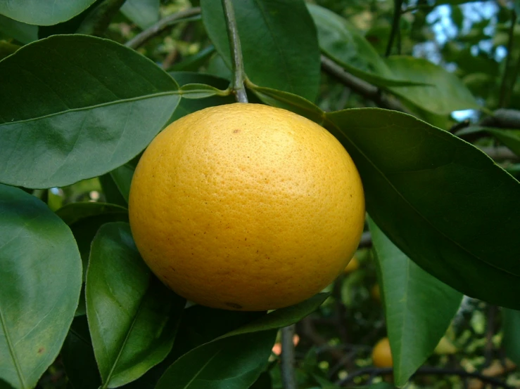 an orange hangs from the tree, with green leaves