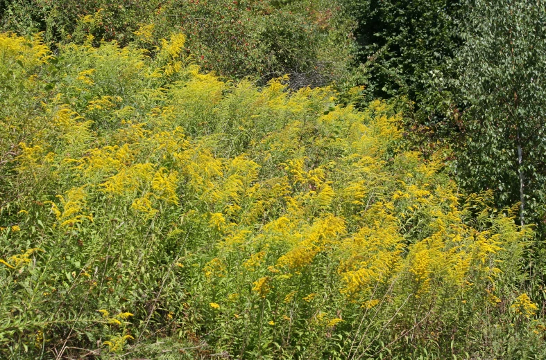 a yellow flower bush with many yellow flowers growing in it