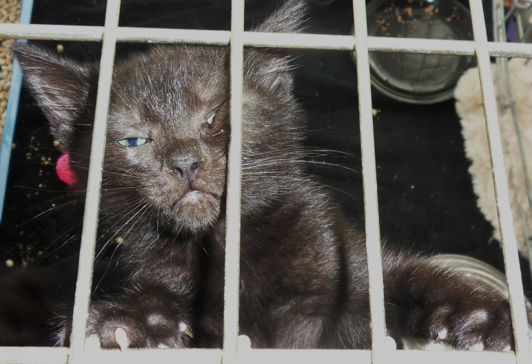 a close up of a cat behind a metal cage