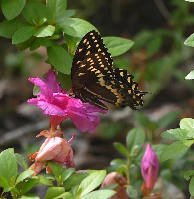 the brown erfly is sitting on a flower