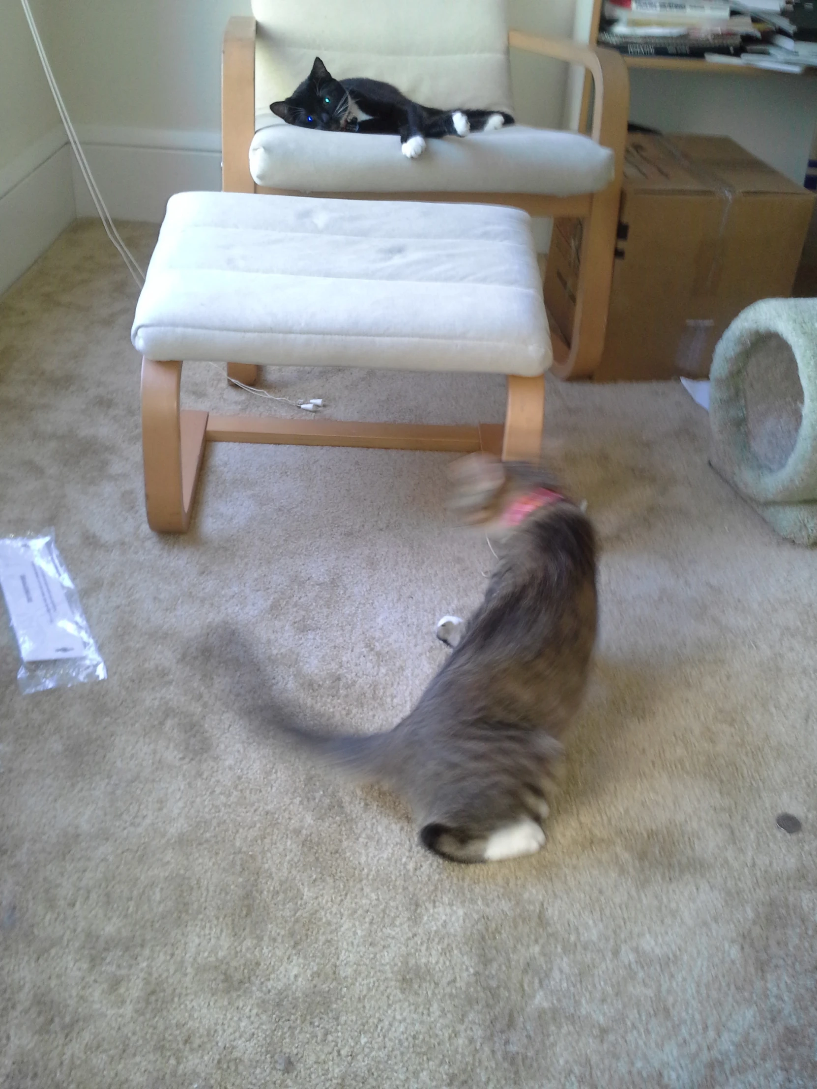 a gray cat standing in front of a white chair