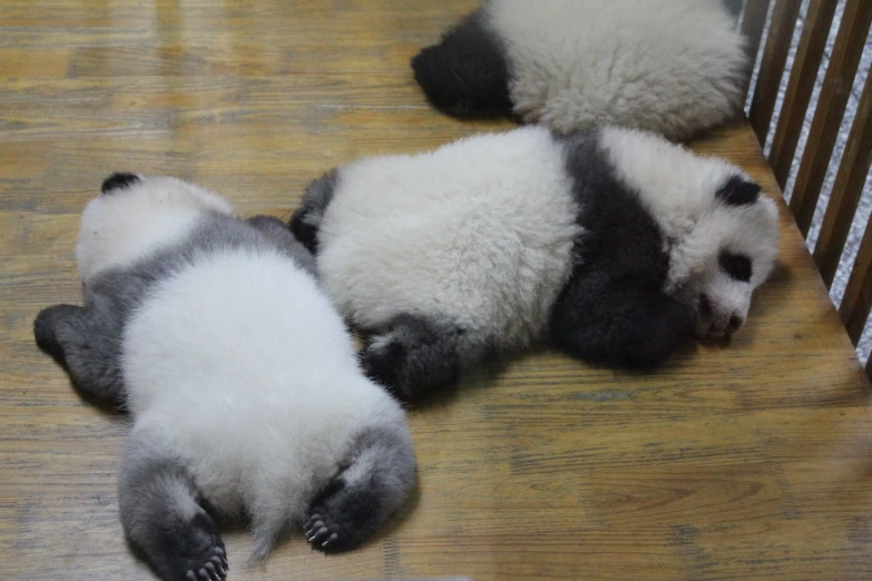 two panda bears resting on the ground next to a cage