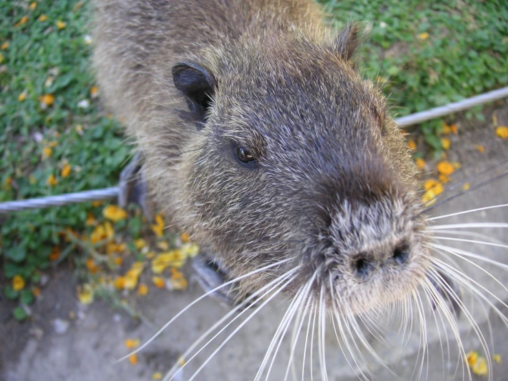 a close up s of the head of a beaver