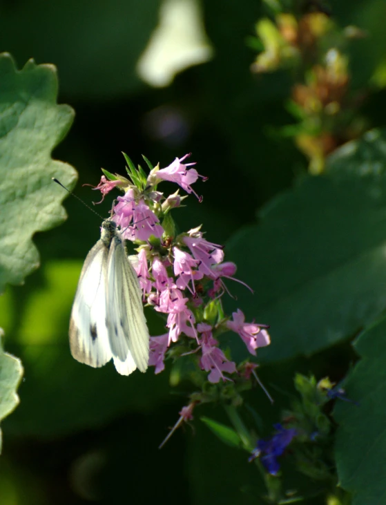 a white and black erfly sitting on top of some flowers