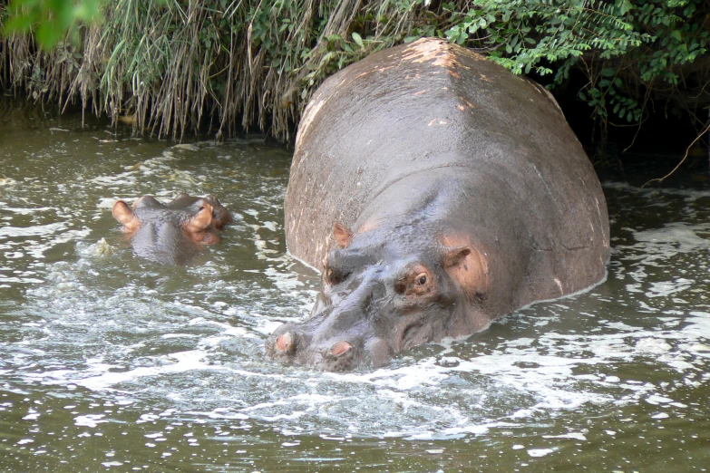 a hippo is shown wading in the water next to another animal