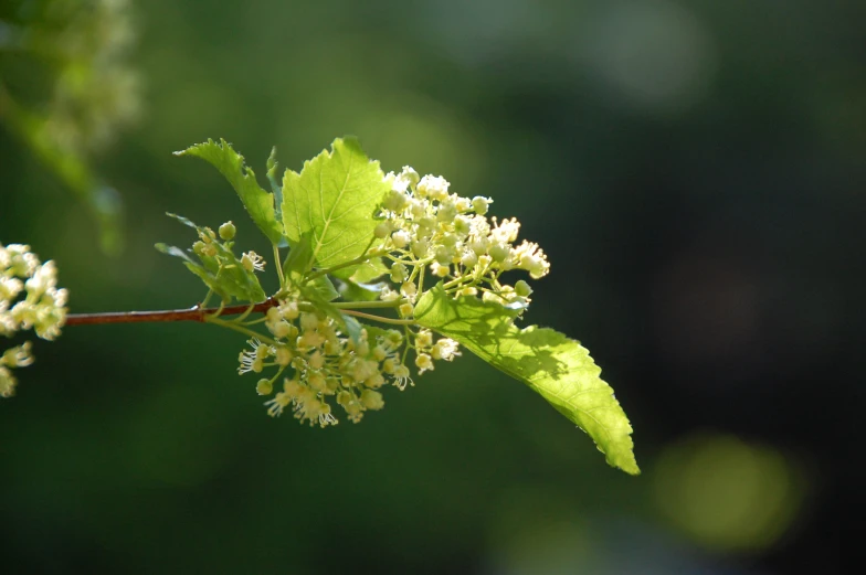 a nch with small leaves on it and a flower bud