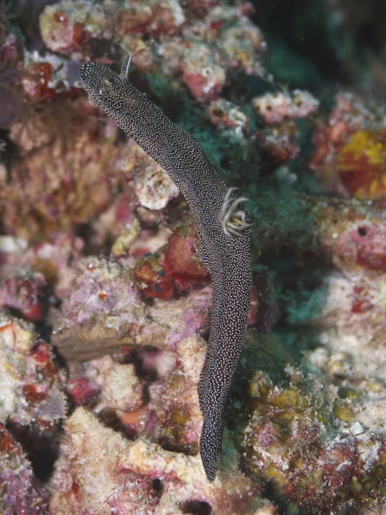 an image of a sea gergoon on a coral reef