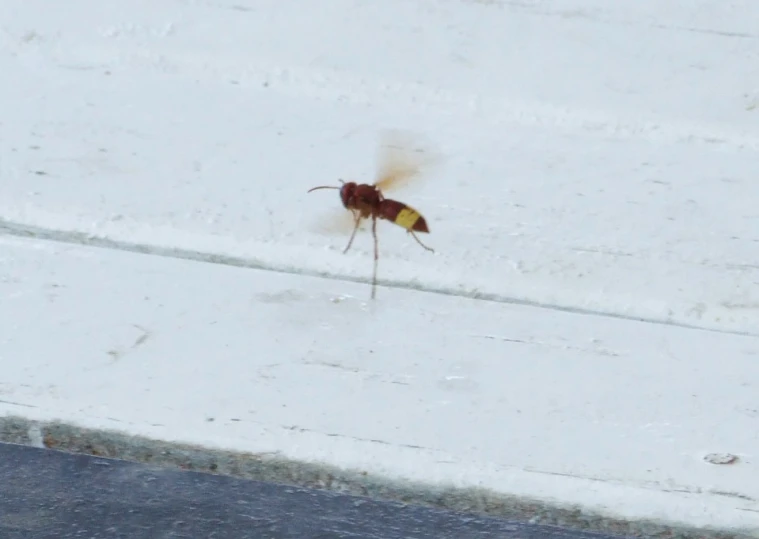 a bug that is walking on some concrete