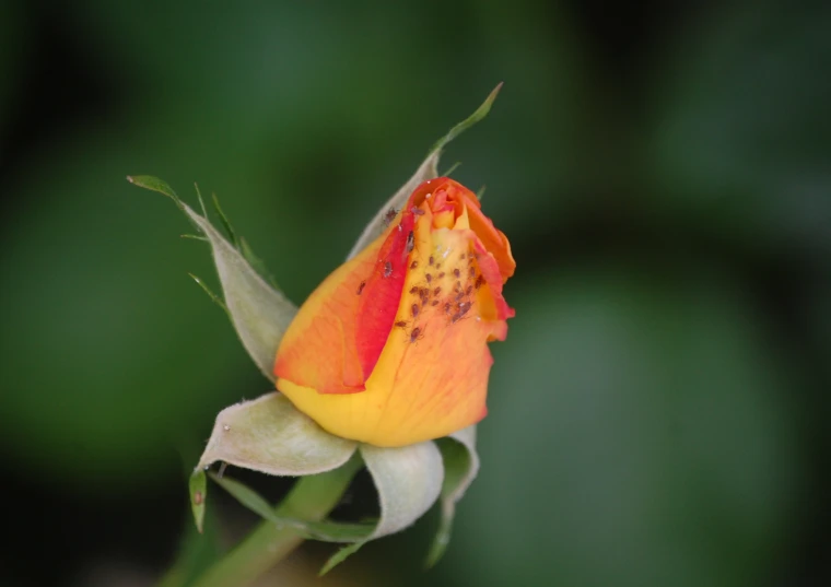 a orange and yellow flower with a green background