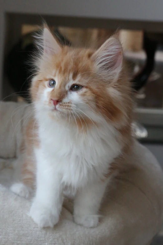 a fluffy little kitten sitting on top of a chair