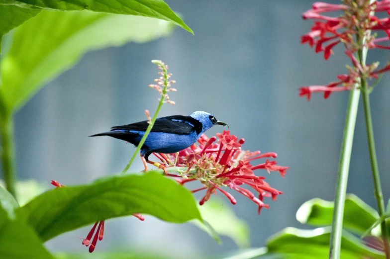 a bird perched on a flower by a forest